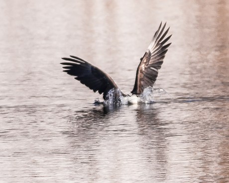 Hudson River EagleFest 2013-2