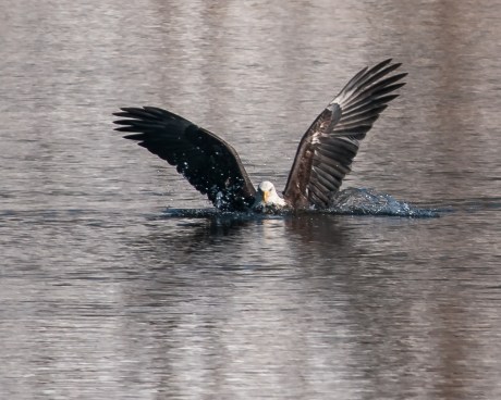 Hudson River EagleFest 2013-3