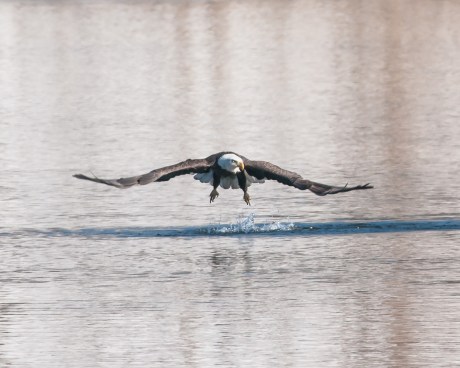 Hudson River EagleFest 2013-5