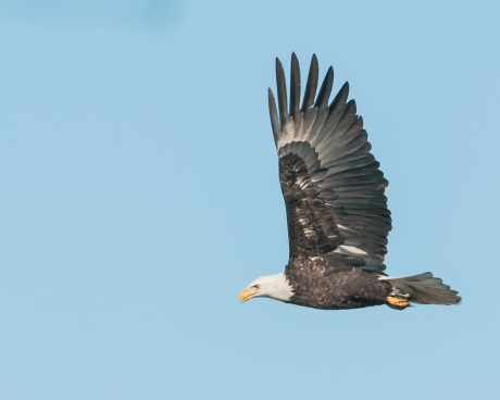 Hudson River EagleFest 2013-7