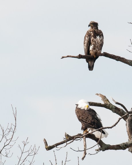 Mom, what are you doing down there?  Preening, dear.  You can do it, too.