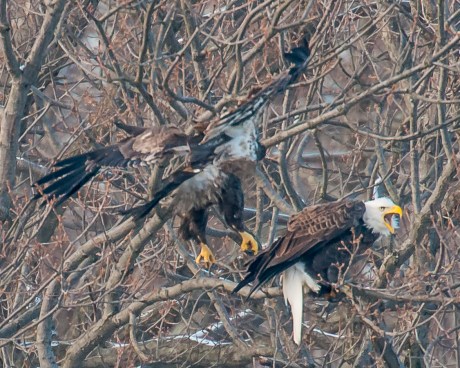 These kids are driving me crazy.  Funny thing is that the branch could barely hold the adult.  The immature really wobbled for a minute then took after the mature.