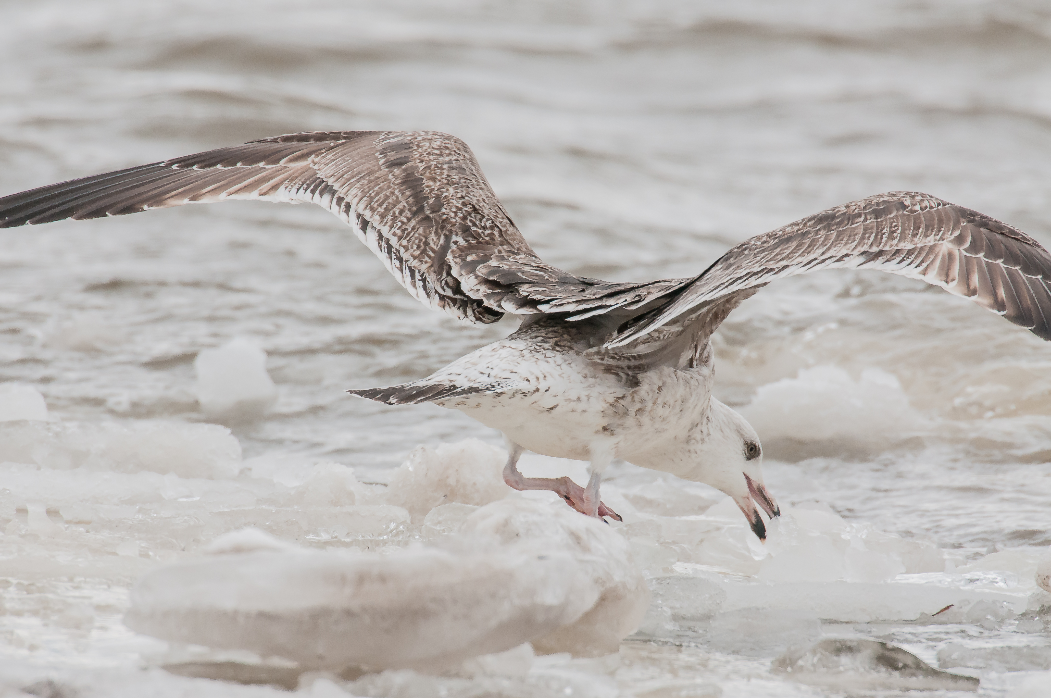 Not an eagle, but definitely eating ice