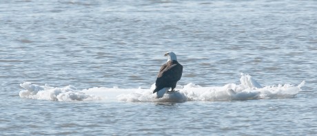 Definitely a mature eagle enjoying the ice and the sun