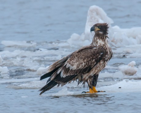I think this is a first year bird, but you can see a lot of white because the bird is soaked