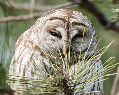 Barred owl