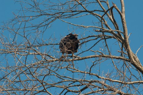 Dozen a day Mar 2013-6