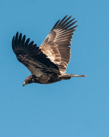 Dozen a day Mar 2013-8