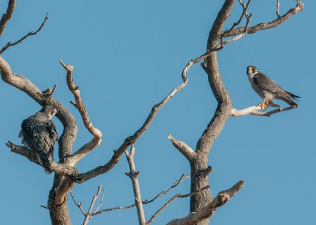 Male and female, notice the size difference.  The male is 1/3 smaller than the female, hence the term, tiercel.