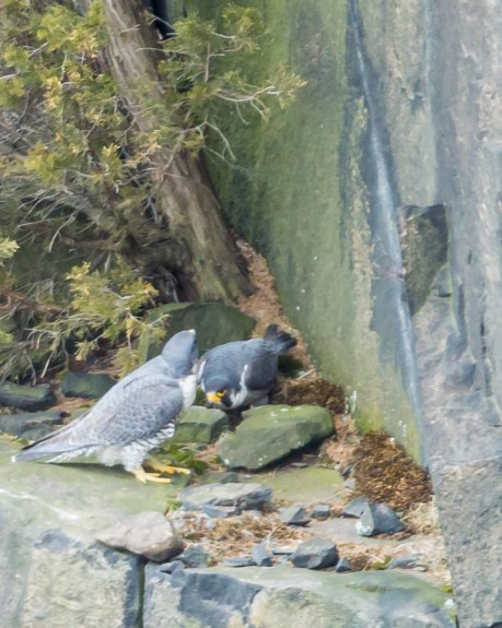 Pair bonding.  Their scrape is quite near.