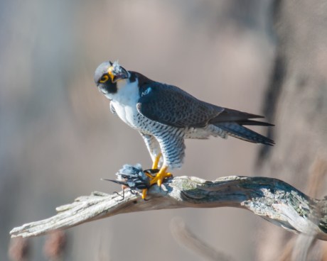 He never shared with his mate.  His first snack was a very small starling.