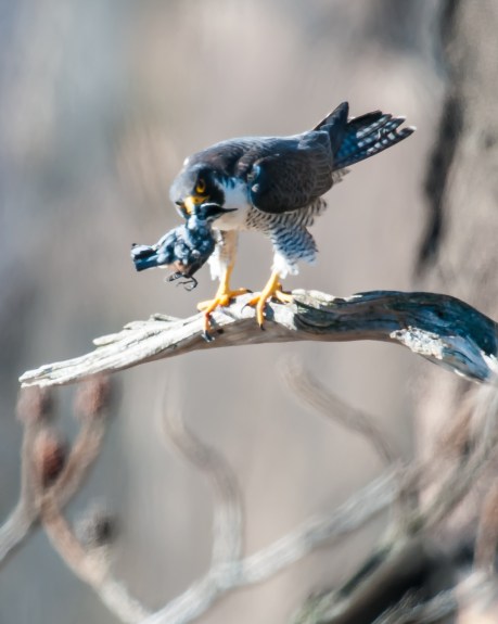 Male with his second catch of the mornning.  