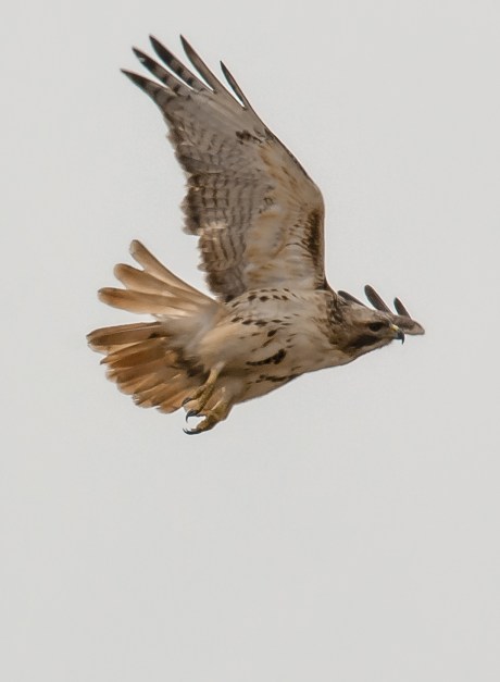 Red-tailed hawk