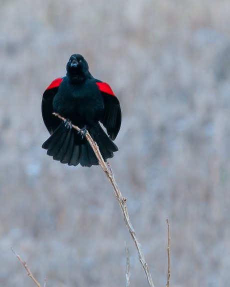 Red winged blackbird at Croton