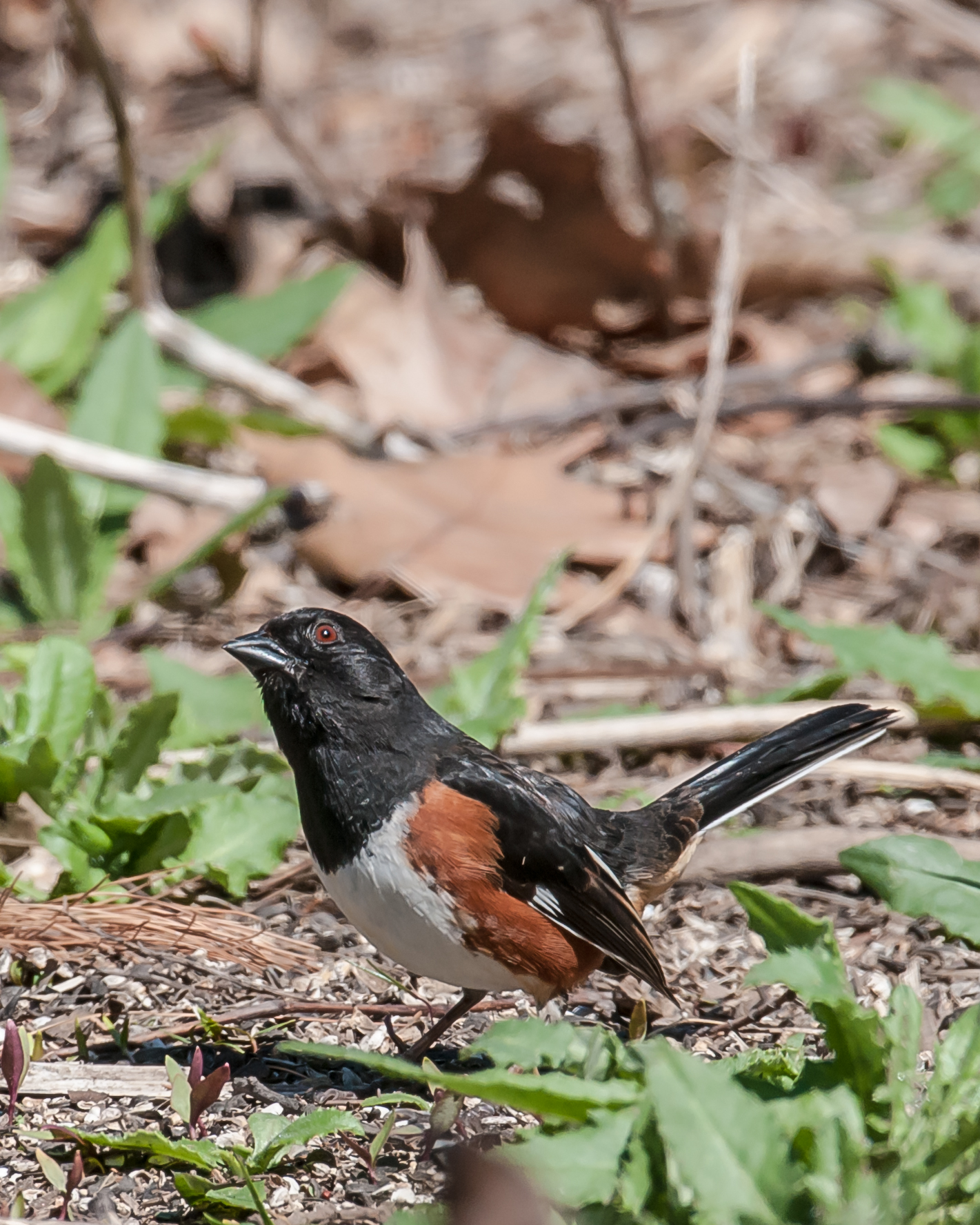 Croton Nature Center 4-13-1