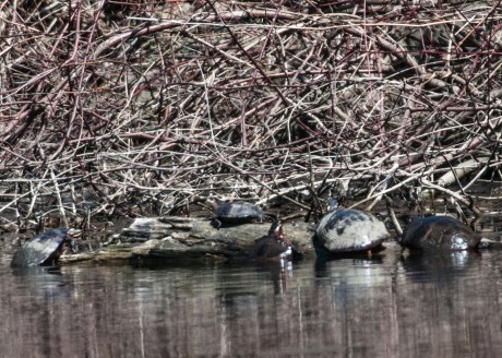 Turtles backing and swimming at Oglevie's Pond.