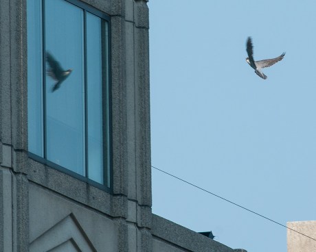 JC peregrines 2-25-13-1