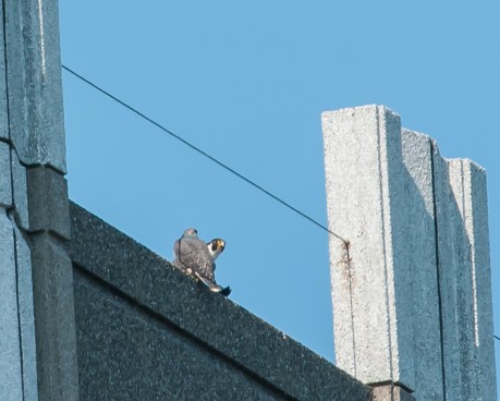 JC peregrines 2-25-13-2