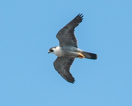 JC peregrines 2-25-13-3