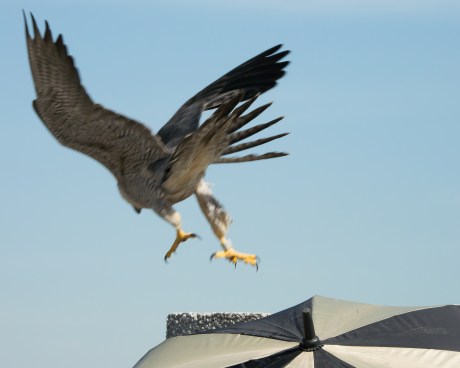 Jersey City Banding 2013-1