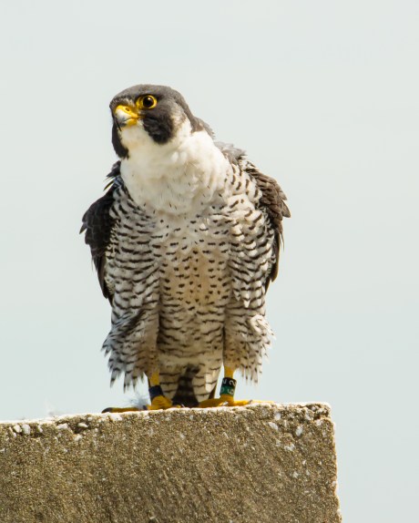 Jersey City Banding 2013-10