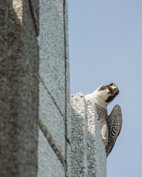 Jersey City Banding 2013-11