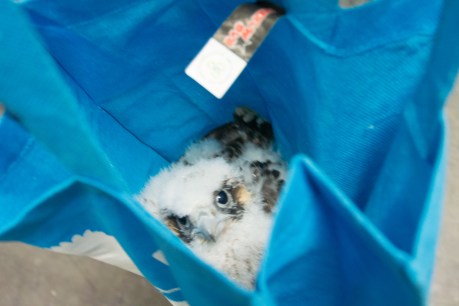 Jersey City Banding 2013-4