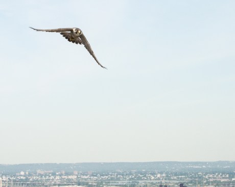 Jersey City Banding 2013-7