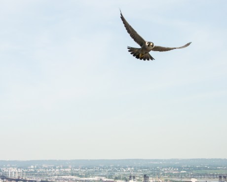 Jersey City Banding 2013-8