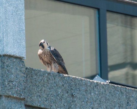 After the feeding, both adults did flybys to get The Boss to move