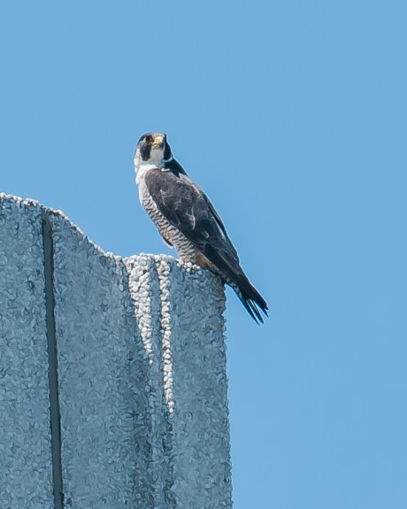 Jersey City Fledgling 6-20-13-18