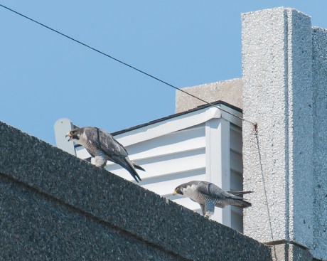 Jersey City Fledgling 6-20-13-2