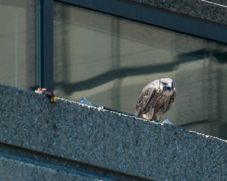 He yells for her to come back and feed him