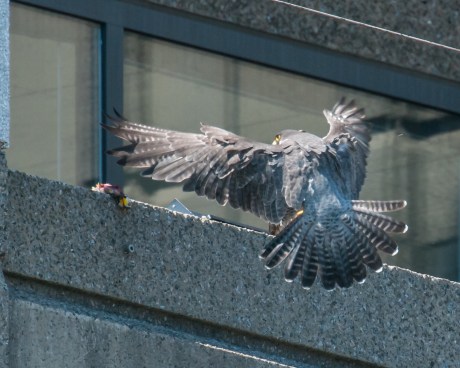 She returns and the gorging begins