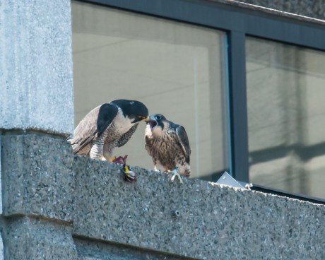 Can you name that prey?