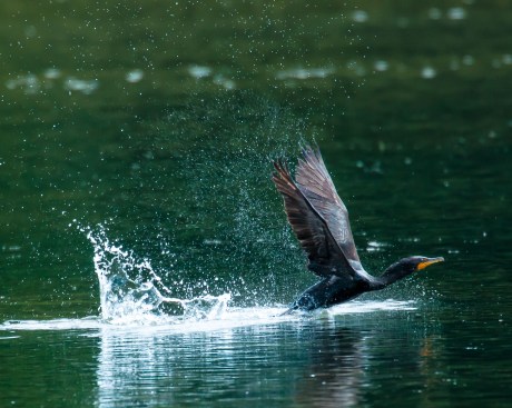 I finally got a cormorant taking off.