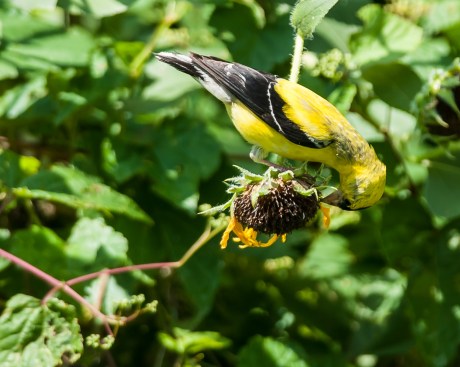 Goldfinch with its meal
