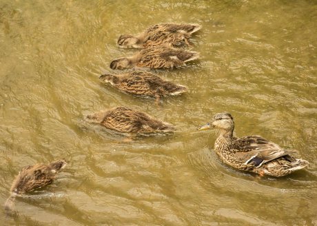 This is how you get all your ducks in a row.