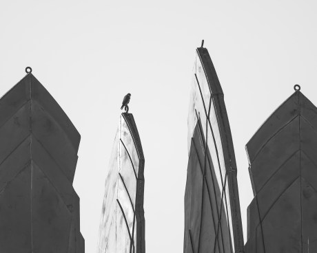 Famous Rochester Times Square wings with adult falcon