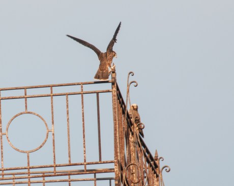 Rochester falcon fledglings