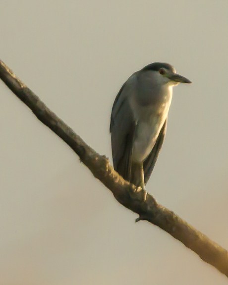 Black crowned night heron I do believe