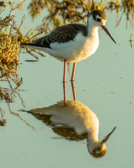 Black necked stilt up close and personal