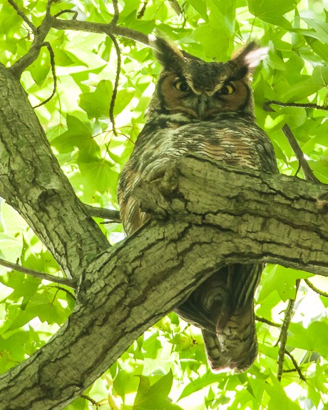 Great horned owl just watching all the visitors to Marshlands