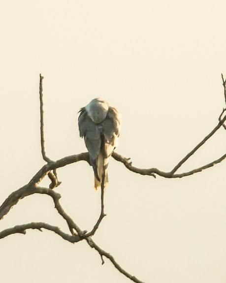 And perched opposite the night heron was this mystery raptor.  The sun was coming up behind the birds.