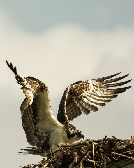 osprey