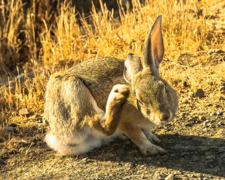 Not a bird, but quite friendly and itchy