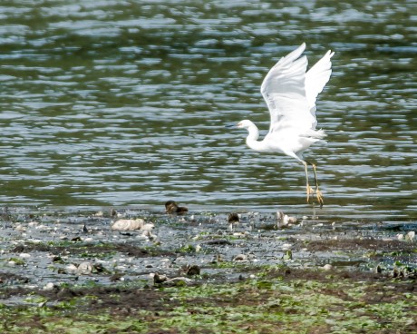 Snowy egret pretending to be a great white egret