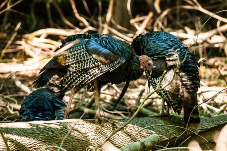 Turkeys preening