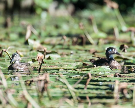 Young woodducks Ogilvie's Pond Aug 2013-1