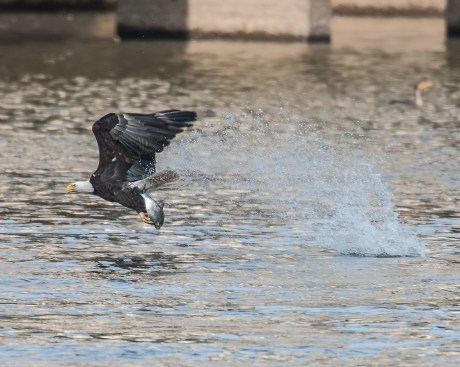 Doin' the eagle snatch